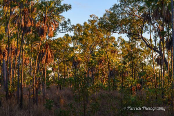 Plateau-Mitchell-Falls-Kimberley-Australie-28