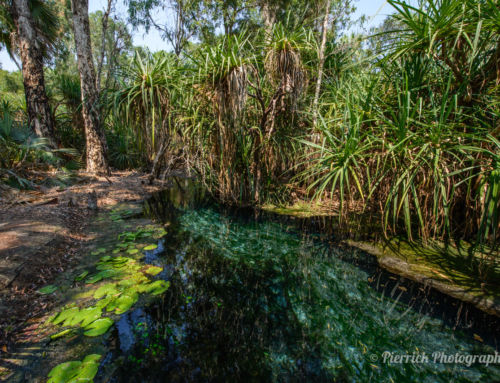 Baignade dans les Bitter Springs à Mataranka