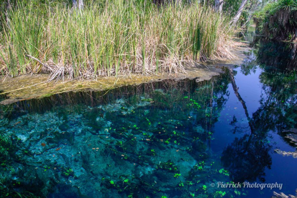mataranka-bitter-springs-08