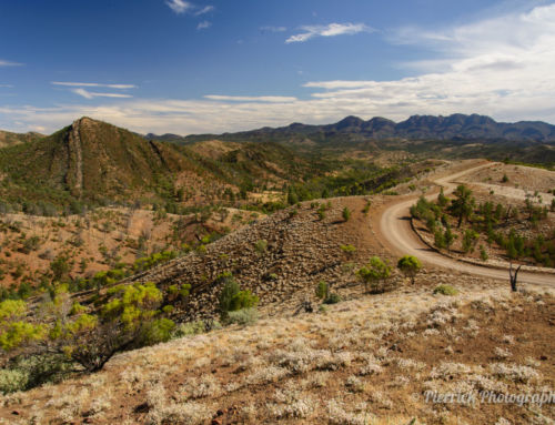 La faune endémique du parc national Ikara Flinders Ranges