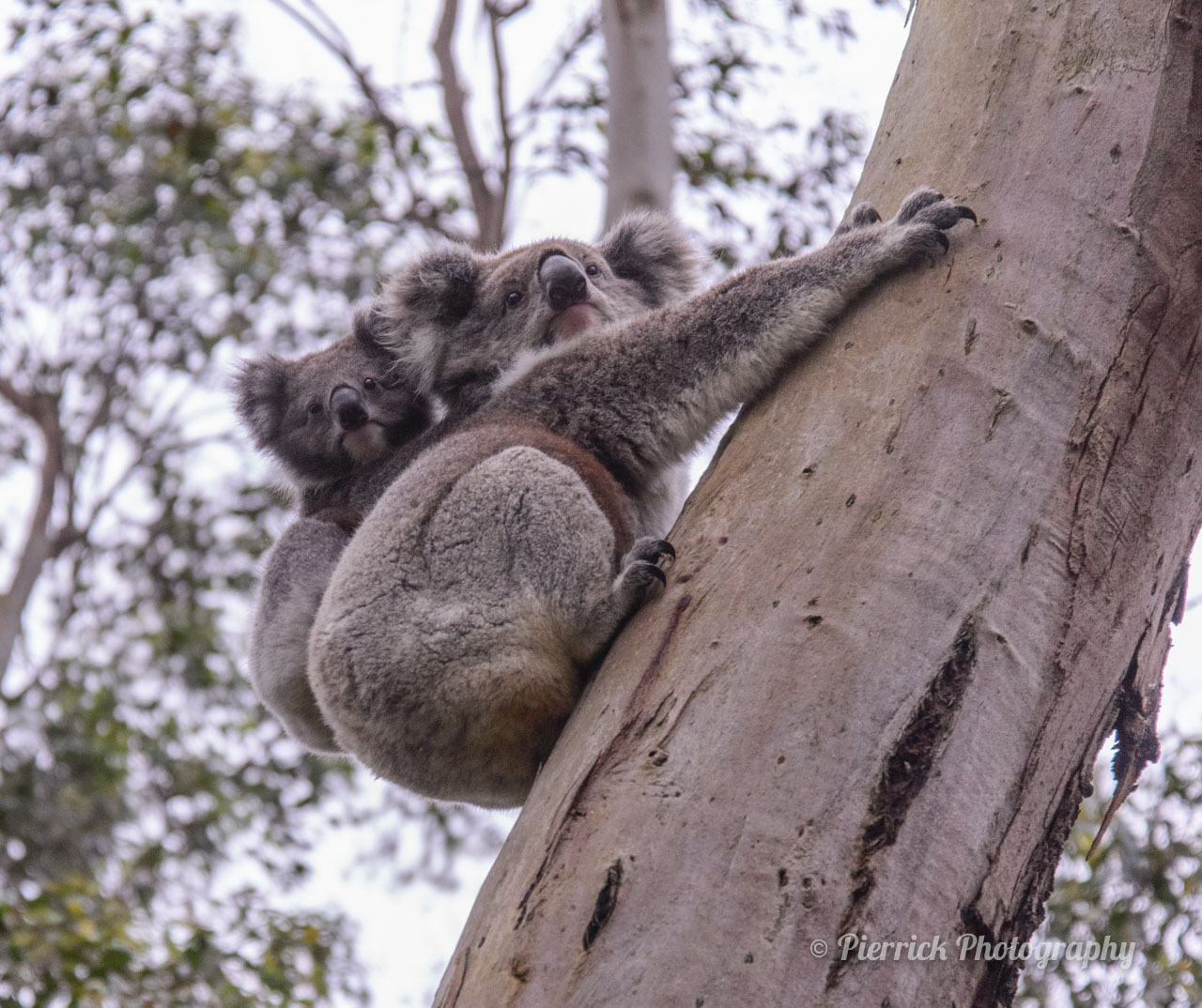 Great Ocean Road - Koala