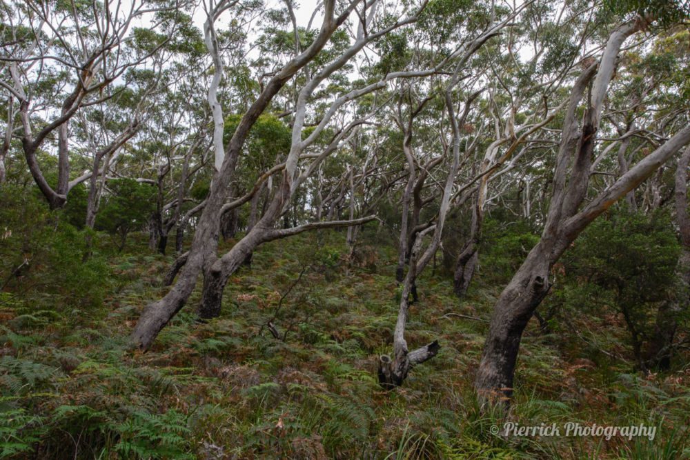 jervis-bay-parc-national-booderee-circuit-trail-3