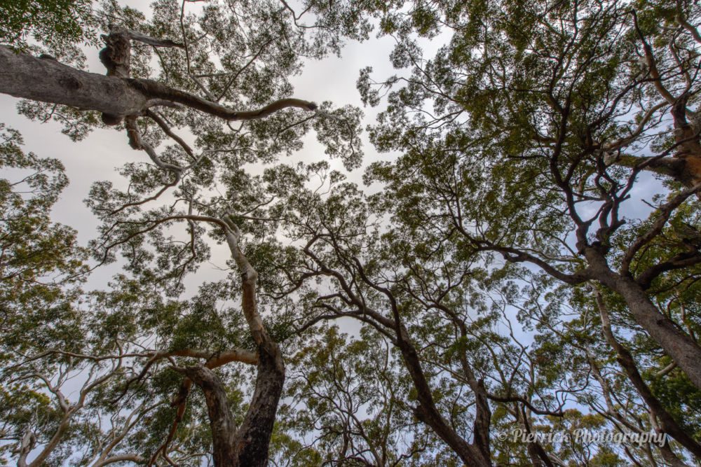 jervis-bay-parc-national-booderee-circuit-trail-4