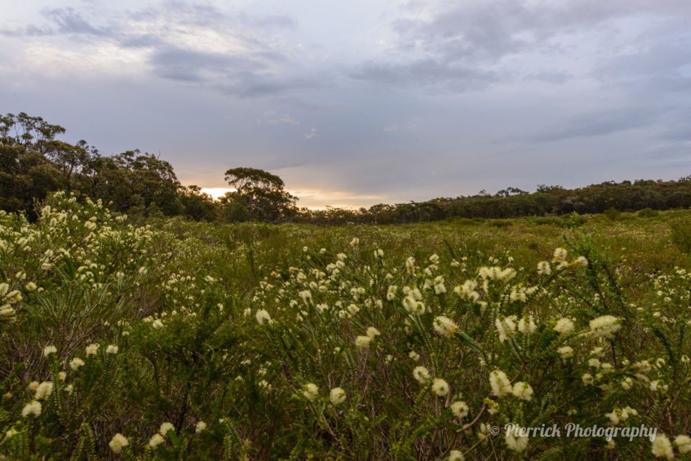 jervis-bay-parc-national-booderee-circuit-trail-5