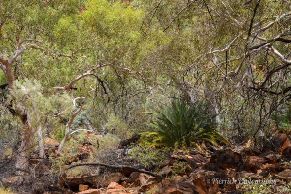 kings-creek-trail-03