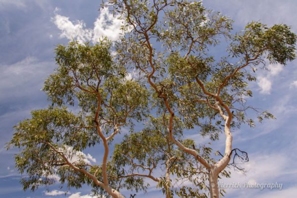 kings-creek-trail-04