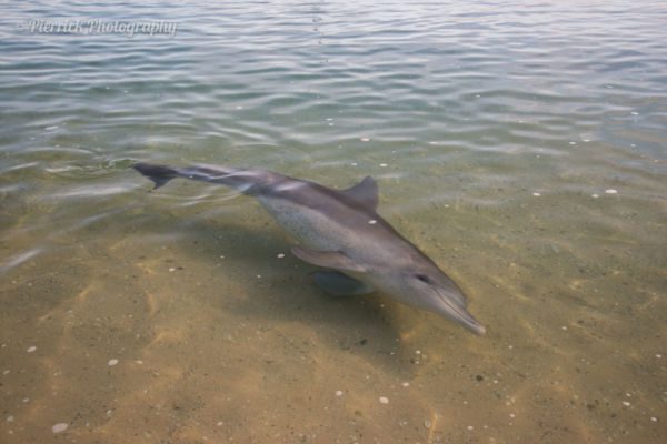 Monkey-Mia-Shark-bay-01