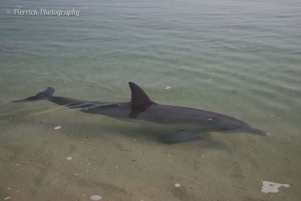 Monkey-Mia-Shark-bay-04