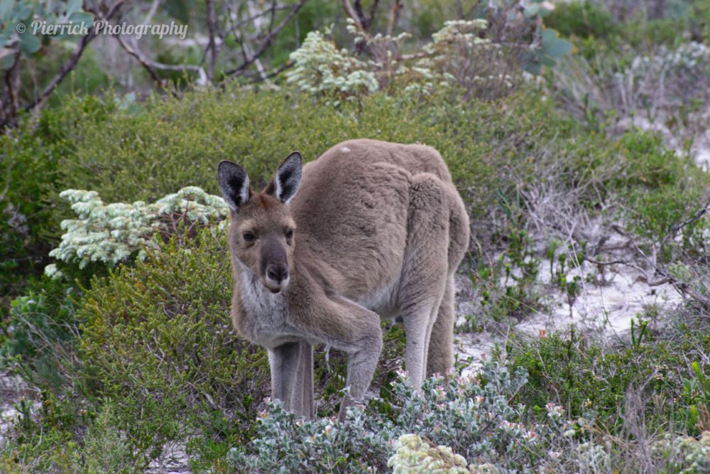 Fitzgerald-river-national-park-20