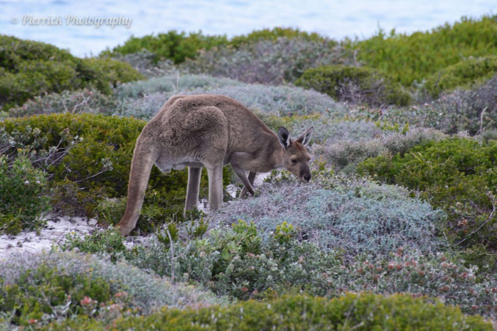 Fitzgerald-river-national-park-21