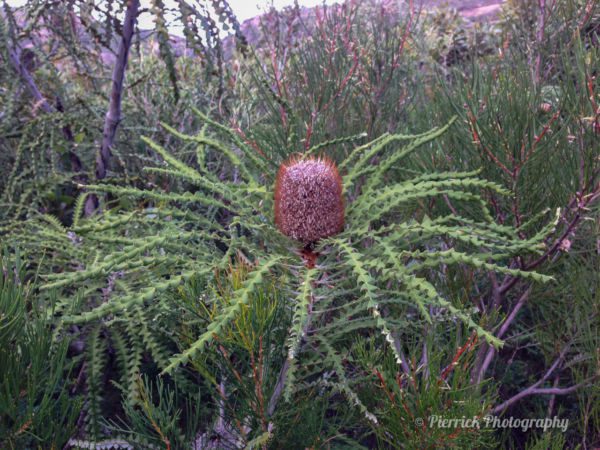 Fitzgerald-river-national-park-46