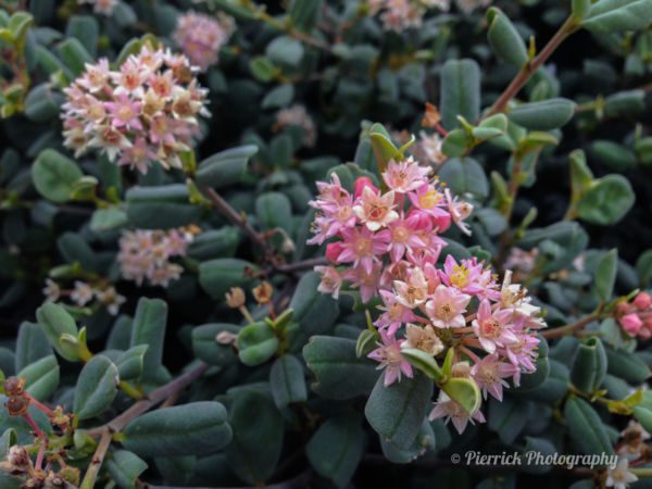 Fitzgerald-river-national-park-52