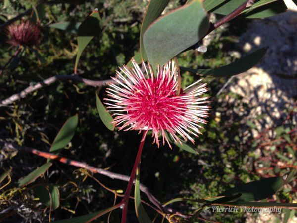 Fitzgerald-river-national-park-54