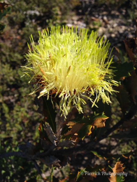 Fitzgerald-river-national-park-55