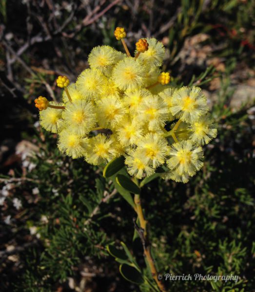 Fitzgerald-river-national-park-56