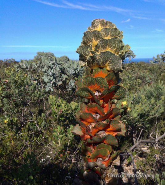 Fitzgerald-river-national-park-57