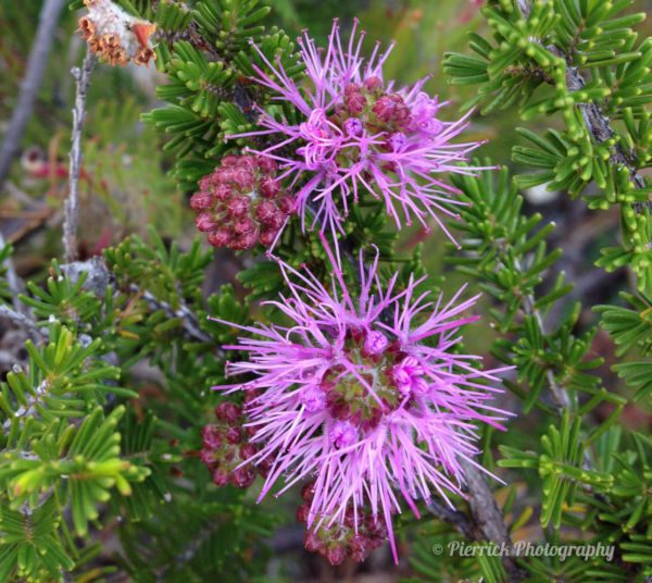 Fitzgerald-river-national-park-59