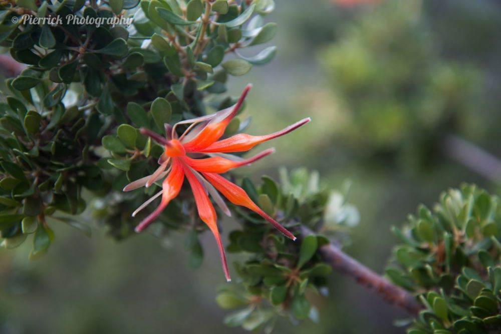 Parc-national-Cape-Le-Grand-23