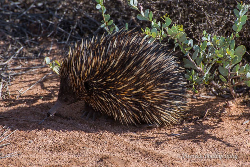 parc-national-cape-range-07