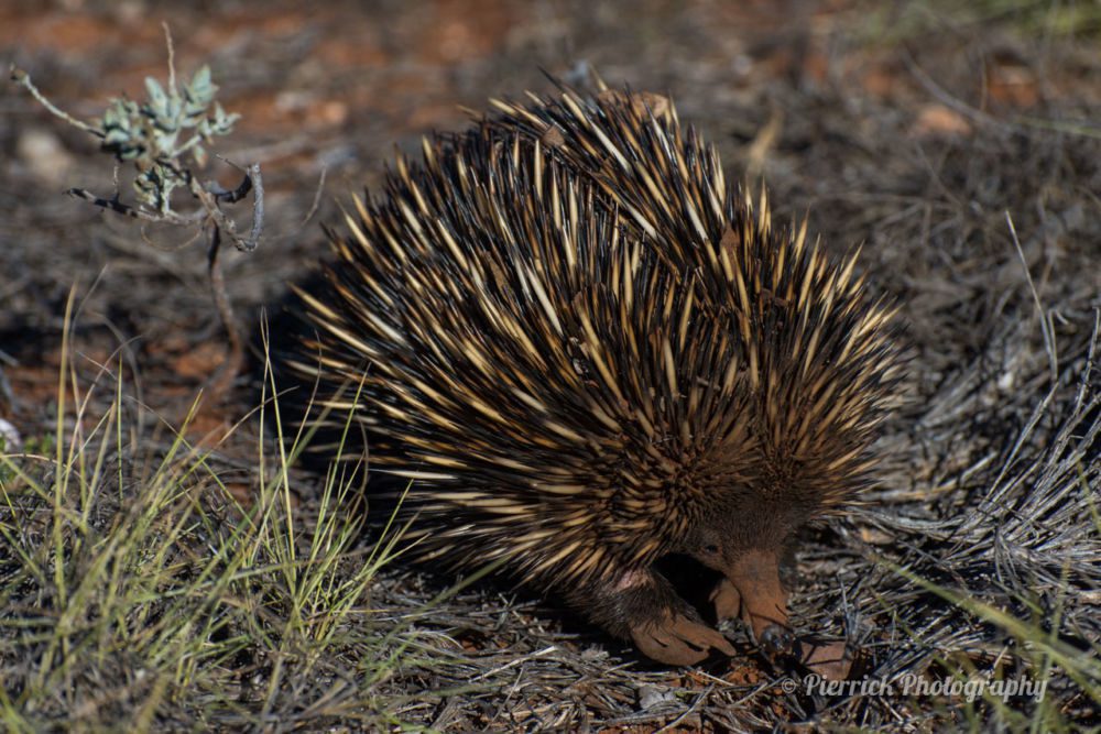 parc-national-cape-range-32