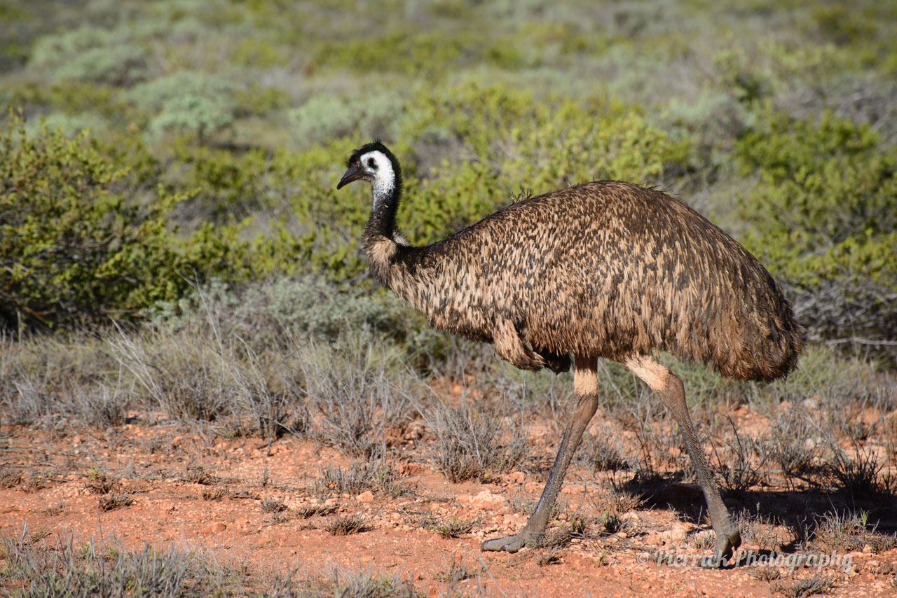 Emeu dans le parc national Cape range