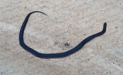 Parc national de Croajingolong - Serpent