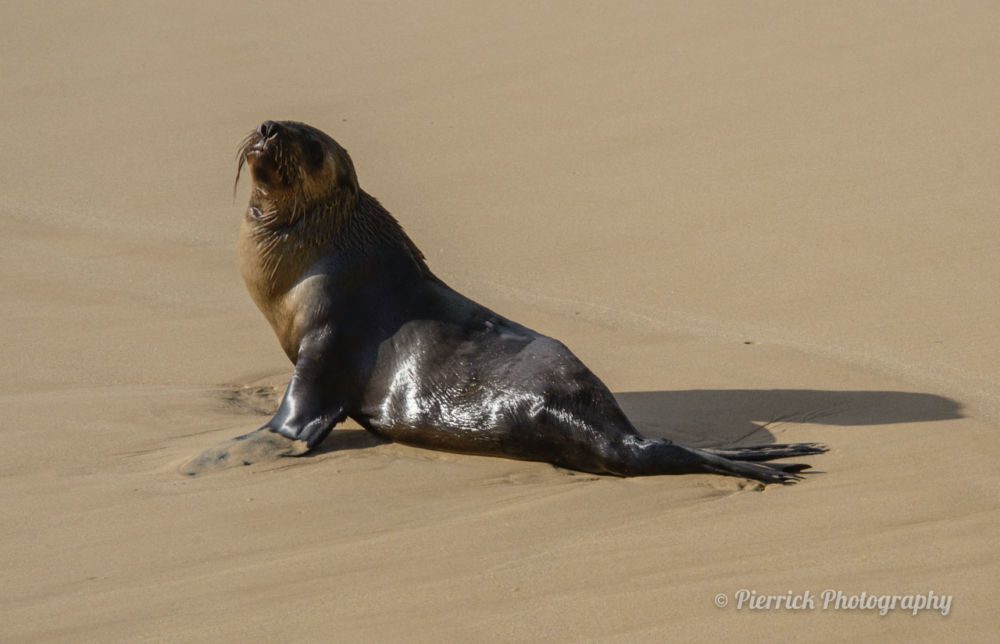 Parc-national-Croajingolong-Point-hicks-reserve-08