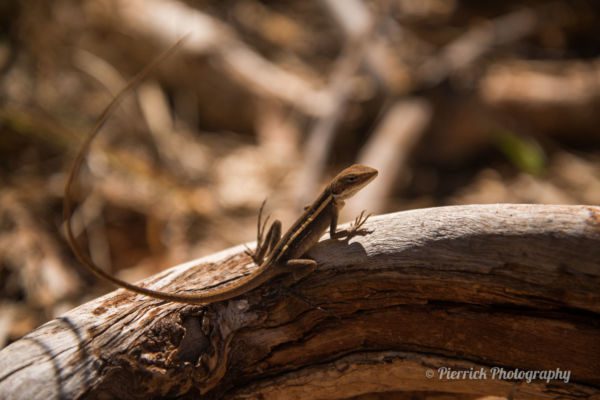 parc-national-karijini-131