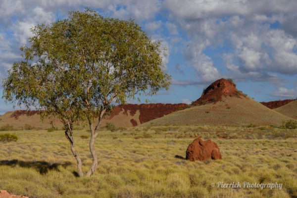 parc-national-millstream-chichester-26