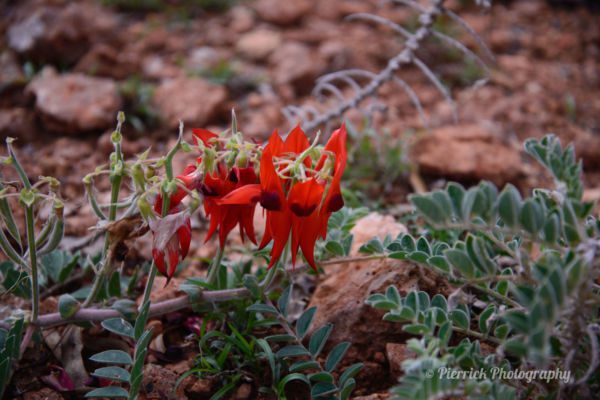 parc-national-millstream-chichester-43