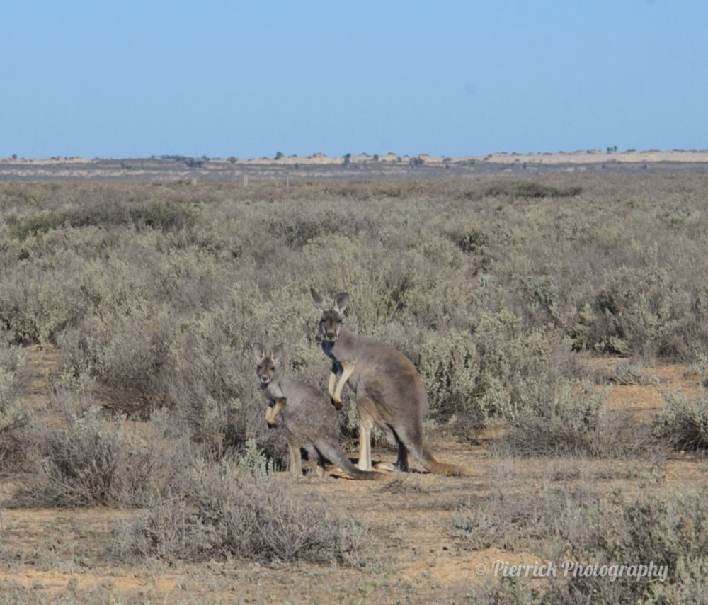 Parc-national-Mungo-01
