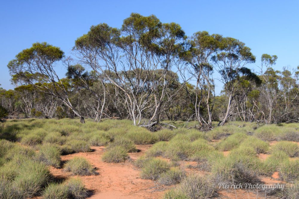 Parc-national-Mungo-15