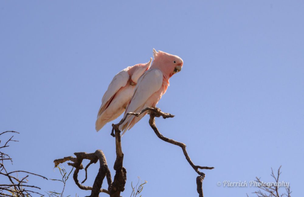 Parc-national-Mungo-16