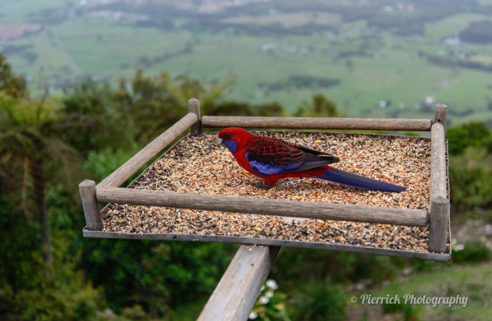 Kangaroo valley-02