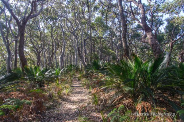 Pretty-beach-Murramarang-national-park-03