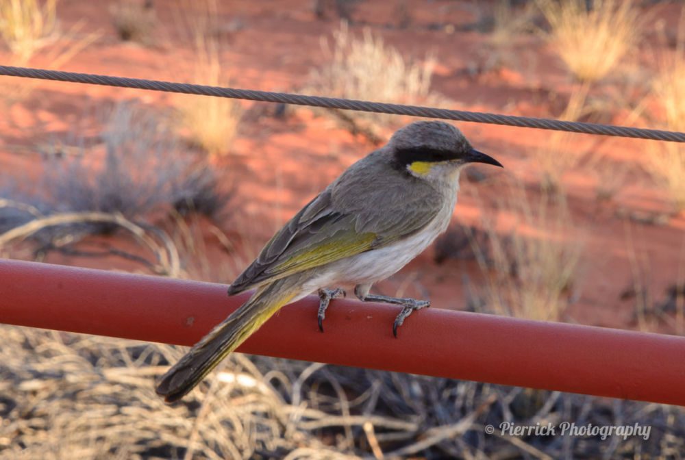 parc-national-uluru-38