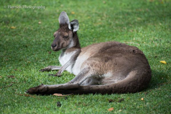 Kangourou-Parc-National-Yanchep-05