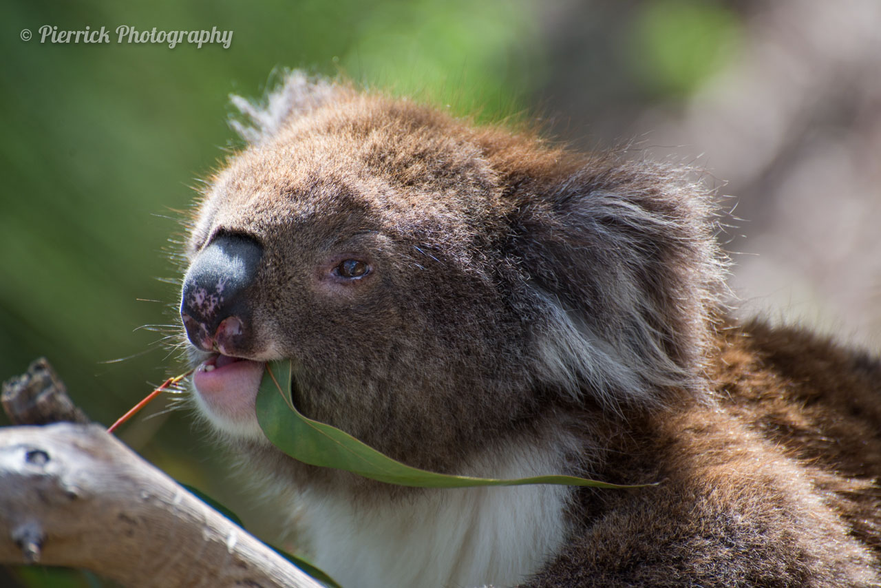 Koala dans le parc national de Yanchep