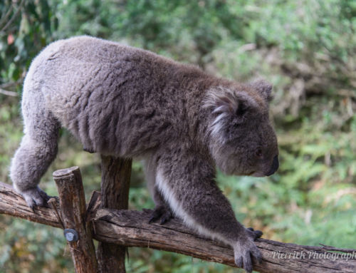 Phillip island – L’île aux pingouins et aux koalas