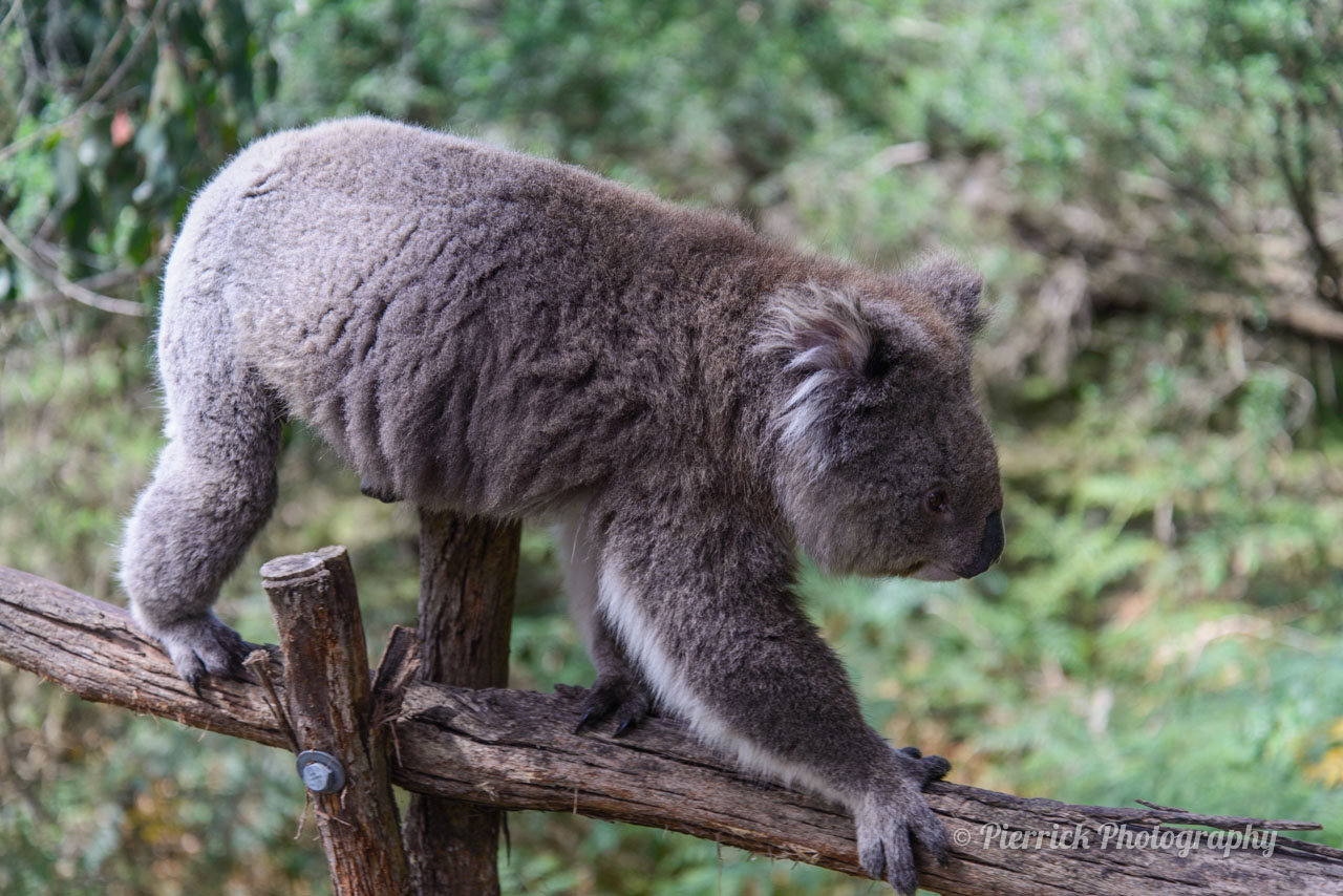 Phillip island - Koala Conservation Center