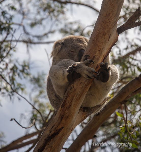 Phillip island - Koala Conservation Center