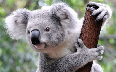 Voyager en Australie - Koala