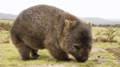 Wilsons Promontory - Wombat