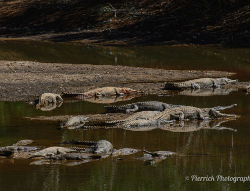 À la rencontre des crocodiles de Windjana Gorge