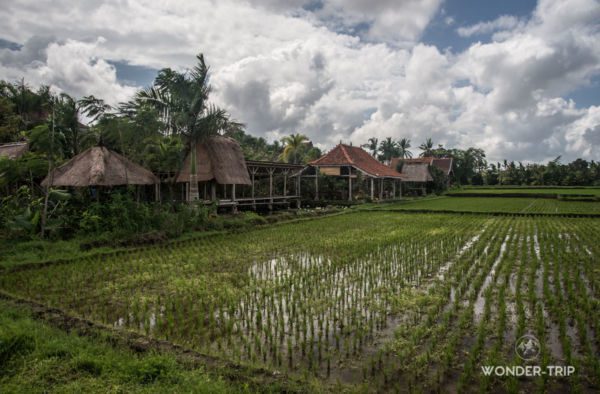 Ubud-Terrasse-riz-Mas-02