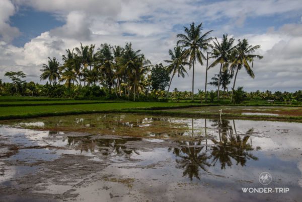 Ubud-Terrasse-riz-Mas-03