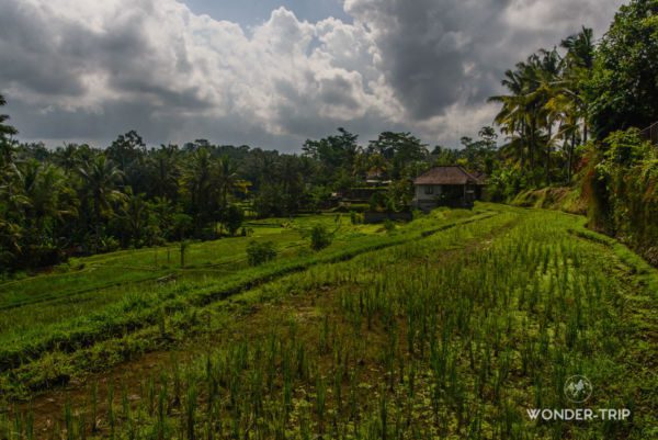 Ubud-riziere-03