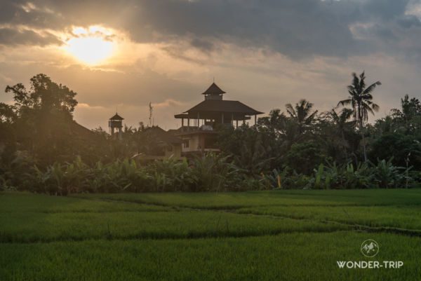 Ubud-riziere-05