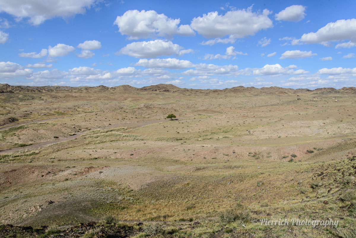 Arbre isolé au milieu des steppes en Mongolie