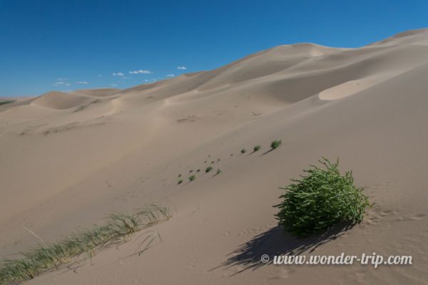 Khongoryn-Els-Mongolie-08